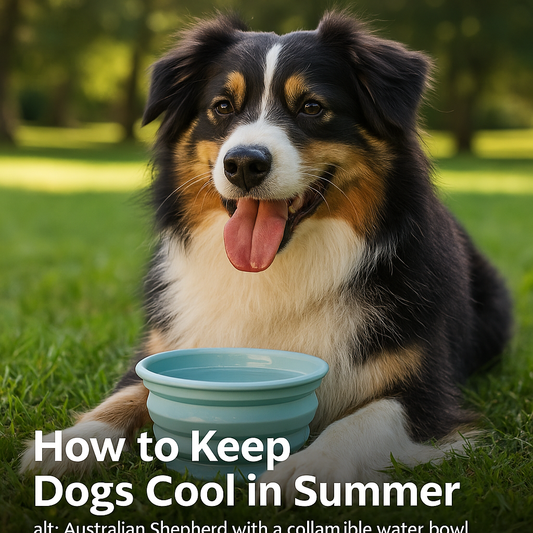 Australian Shepherd dog relaxing on grass with a collapsible blue water bowl in front, enjoying shade in a summer park.