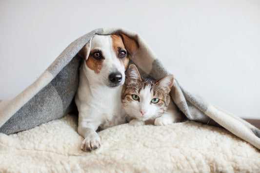 Pet Care Routine for Beginners – Daily Checklist for Happy, Healthy Pets